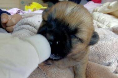 刚蛇宝宝的小狗咋养？有几个细节不需要多注意(图2)