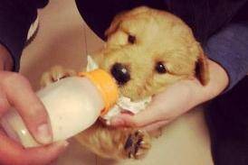 刚蛇宝宝的小狗咋养？有几个细节不需要多注意(图3)