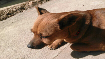 小狗眼皮红肿怎么回事?(图1)