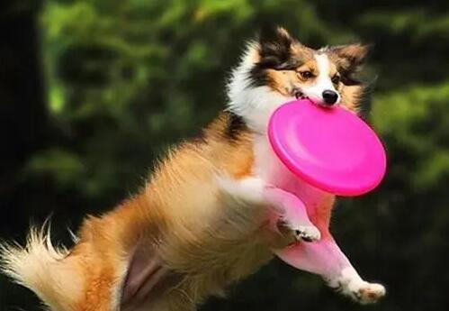 怎么让狗狗学会“揭盖寻宝”呢？(图1)