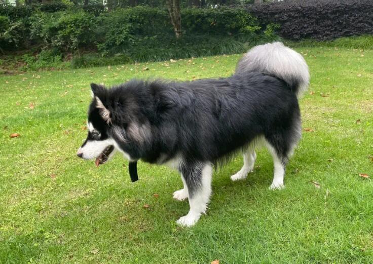 怎么让狗狗学会“揭盖寻宝”呢？(图2)