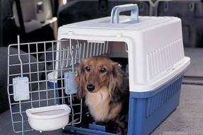 火车上让带狗吗？事先做好这些个需要的准备(图3)