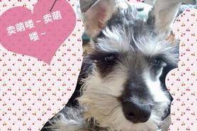 火车上让带狗吗？事先做好这些个需要的准备(图1)