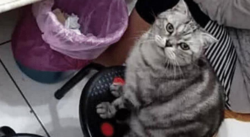 猫咪犯错不知悔改 女主狠心绝情饿它一顿 猫咪的小表情瞬间萌坏了(图1)
