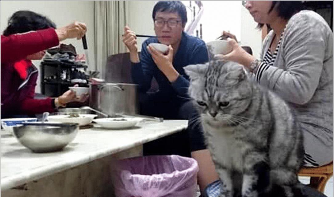 猫咪犯错不知悔改 女主狠心绝情饿它一顿 猫咪的小表情瞬间萌坏了(图2)
