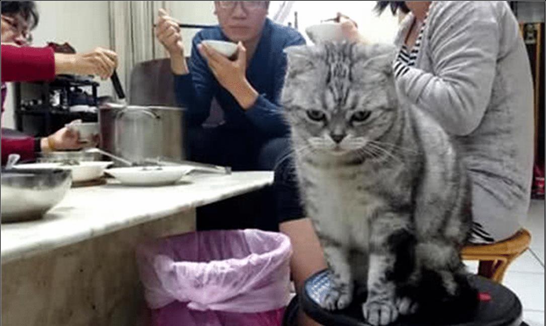 猫咪犯错不知悔改 女主狠心绝情饿它一顿 猫咪的小表情瞬间萌坏了(图3)