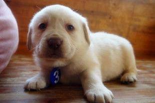 拉布拉多多大才能懂事成熟？不单看年龄还得训练什么(图3)