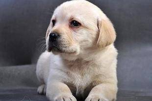 拉布拉多多大才能懂事成熟？不单看年龄还得训练什么(图2)