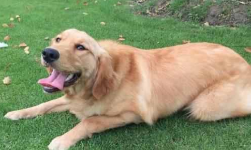 怎摸训练狗狗卧下？(图2)