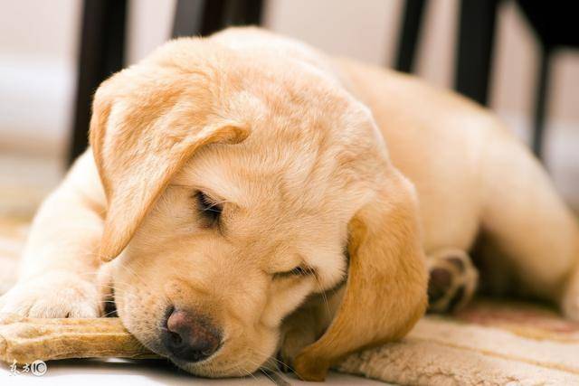 拉布拉多的缺点 爱屋及屋的你也要看下这些个(图3)