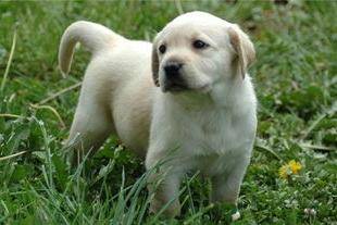 拉布拉多的缺点 爱屋及屋的你也要看下这些个(图2)