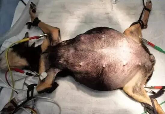 母犬不做绝育之大敌——子宫蓄脓(图1)