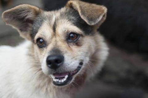 狗狗长新牙是咋回事？得先弄明白具体原因(图1)