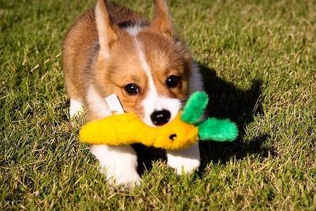 狗狗长新牙是咋回事？得先弄明白具体原因(图3)