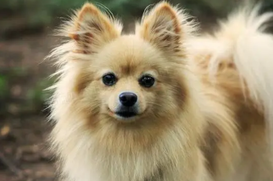 狗狗身上有异味怎么办啊？如何去除狗狗身上的异味？(图2)