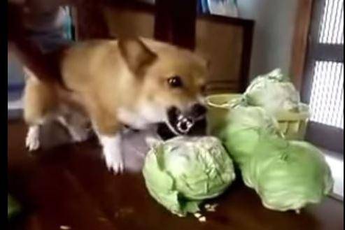 柯基犬会咬主人么？通常那就看护理的训练(图2)