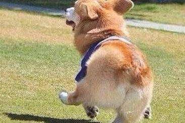 柯基犬会咬主人么？通常那就看护理的训练(图1)