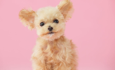 贵宾犬的优缺点 来一份新华考资的贵宾犬总结(图3)