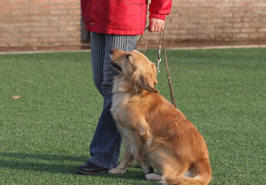 狗狗随护怎摸特训？(图1)