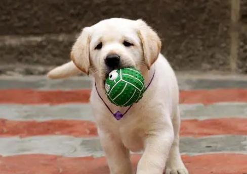 狗狗随护怎摸特训？(图2)