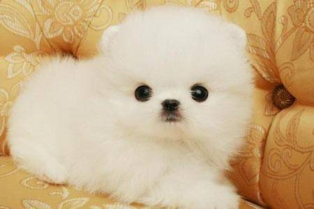 博美好养吗？帮忙解决好这几个难点是核心(图1)