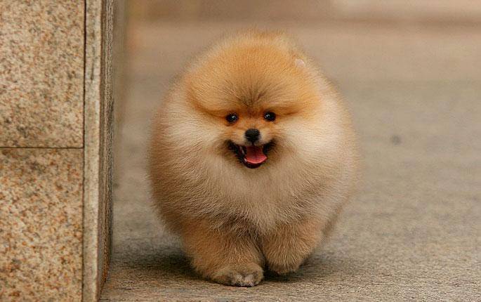 博美好养吗？帮忙解决好这几个难点是核心(图2)