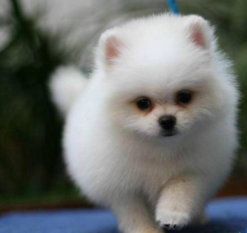 博美好养吗？帮忙解决好这几个难点是核心(图3)