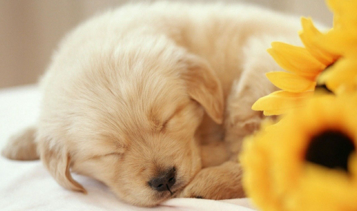 咋训练狗狗乖巧呢？手势和语调很不重要！(图1)