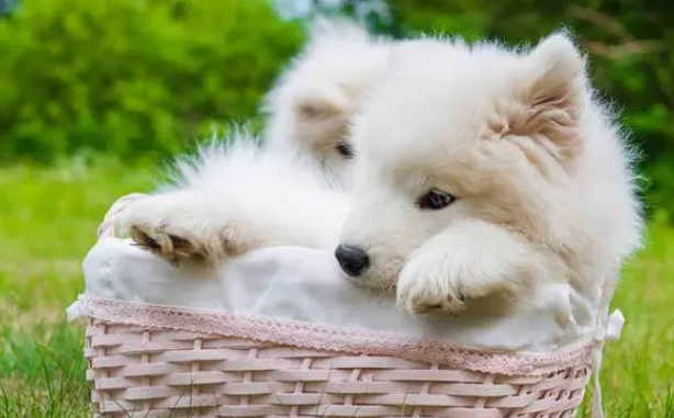 咋训练狗狗乖巧呢？手势和语调很不重要！(图2)