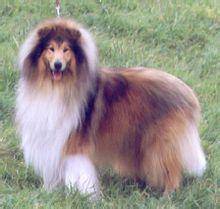 苏格兰牧羊犬笨吗？实际一些差别就明白了(图3)