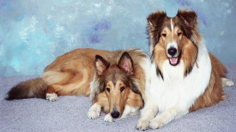 苏格兰牧羊犬笨吗？实际一些差别就明白了(图2)