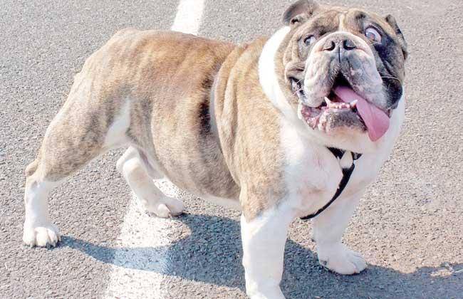 沙皮狗的种类 不过种类也差不多(图1)