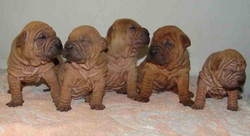 沙皮狗的种类 不过种类也差不多(图2)