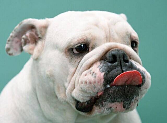 沙皮狗的种类 不过种类也差不多(图3)