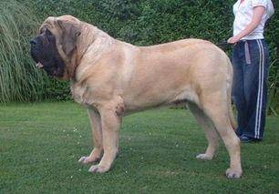 规模大狗的品种 之一是个的几种看那些个(图2)