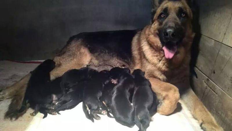 规模大狗的品种 之一是个的几种看那些个(图3)