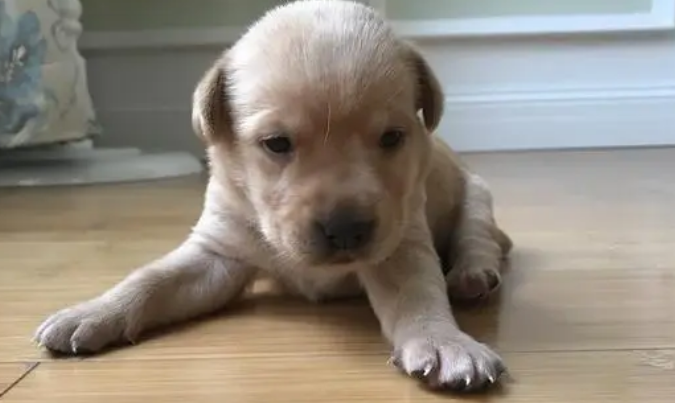 如何能训练狗狗只能我得到主人容许 才能不进食？(图2)