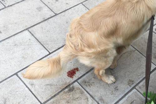 狗狗有点儿又吐又拉咋办？别胡整 你必须先找到原因(图1)