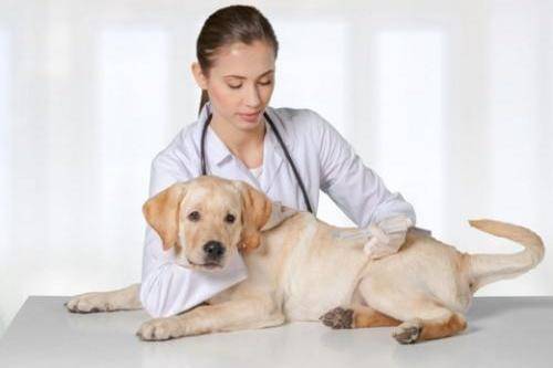 狗狗有点儿又吐又拉咋办？别胡整 你必须先找到原因(图2)