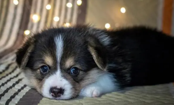 狗狗营养性皮肤病？治疗方法是什么？(图1)