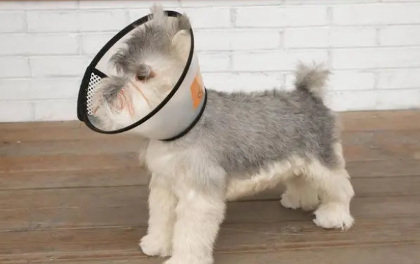 狗狗营养性皮肤病？治疗方法是什么？(图2)