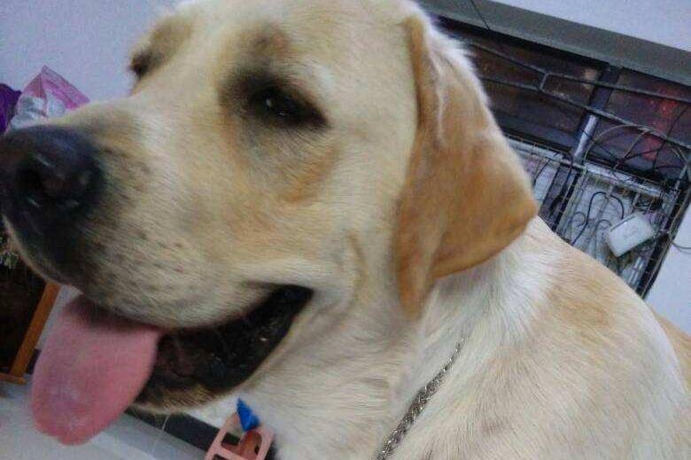 拉布拉多狗狗掉毛吗？说一些不掉那是不是骗子的(图2)