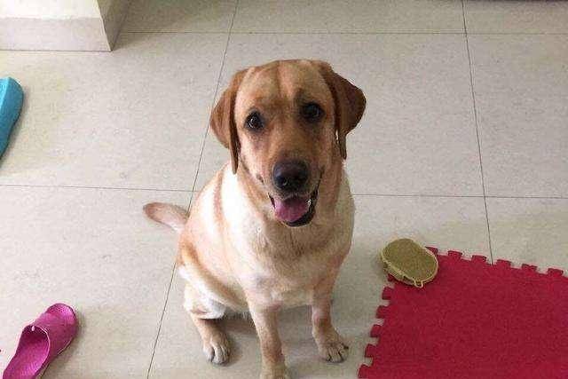 拉布拉多狗狗掉毛吗？说一些不掉那是不是骗子的(图3)