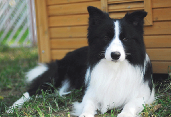 狗狗腹腔两侧掉毛情况十分严重(图1)