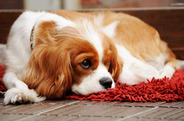 狗狗腹腔两侧掉毛情况十分严重(图2)