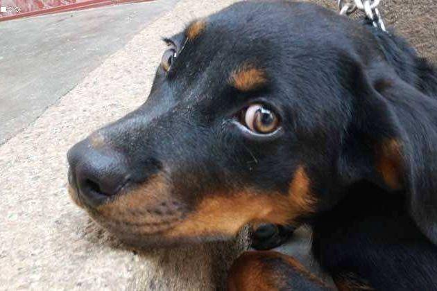 刚养罗威纳公犬后果吗？危险与否取决于它主人(图3)