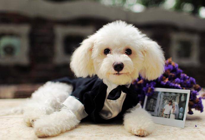 泰迪狗不狗狼该怎么办啊？找对原因才好想对策(图1)