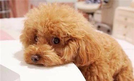 泰迪狗不狗狼该怎么办啊？找对原因才好想对策(图3)