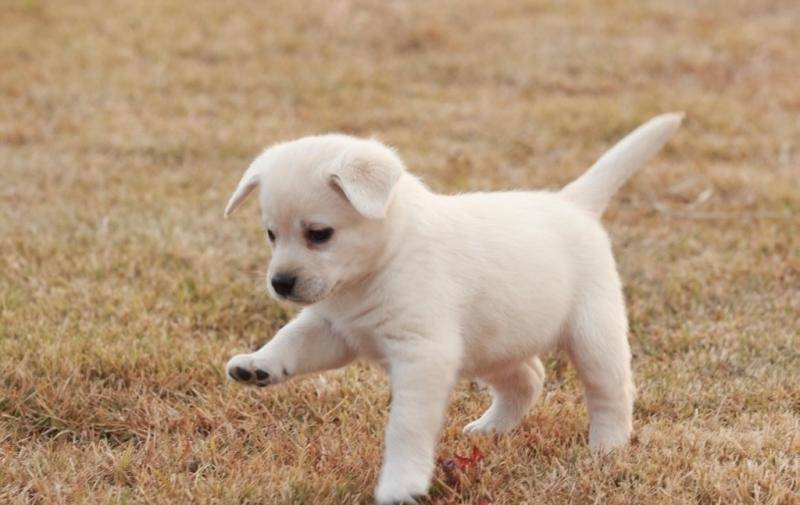 狗狗真菌皮肤病咋治？再试试这个办法(图3)