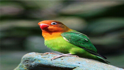 鹦鹉经常拉肚子咋治疗啊(图1)